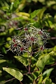 Wild clematis fruit - A